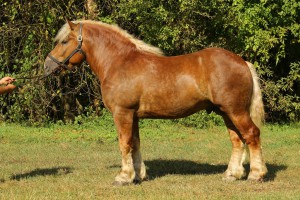 BASTEK (Cyprys - Bryza po Auron), Bonitacja: 83 pkt., Wymiary: 162-215-27, Wynik próby: 23/25 pkt, Właściciel: Robert Rożko, 504 093 336