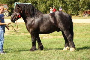 CESARZ (Wezyr - Caryca po Weron), Bonitacja: - UWAGA BRAK, ogier nieoceniony na przeglądzie! Wymiary: 160-230-29, Wynik próby: 7/10 pkt., Właściciel: Leszek Turel, 609 492 758