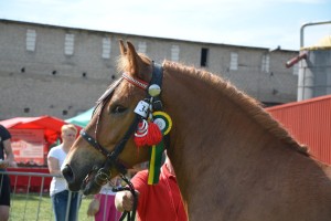 DSC_0897 _Copy_