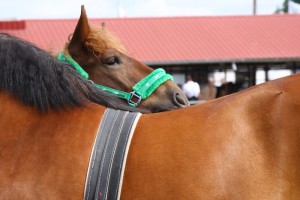 IMG_2915
