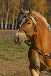 IMG_8073