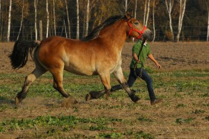 IMG_8121