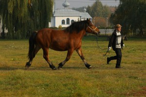 IMG_8155-5bd165ee4717a