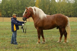 MORIN (Bilar - Morena po Ikar), Bonitacja: 79 pkt, Wymiary: 165-230-26, Wynik próby: 21/25  Właściciel: Stanisław Malinowski, 788 824 104