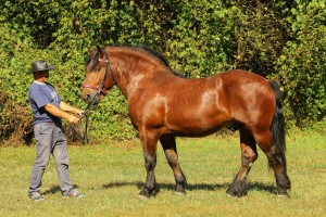 ROBIK (Obik - Rafa po Altazar), Bonitacja: 79 pkt, Wymiary: 160-210-25, Wynik próby: 9/10 pkt, Właściciel: Wojciech Zawadzki, 509 714 677